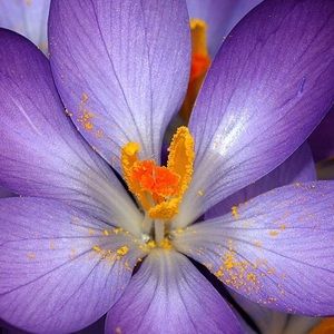 Meet your Posher, Angela